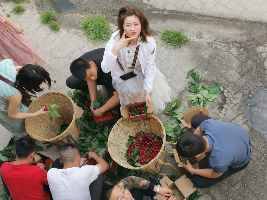 又见樱桃红——桃坪樱桃采摘纪实